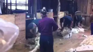 sheep shearing new zealand