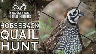 Hunting Quail in Alabama