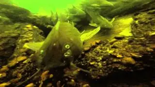 Mergulho no Rio Paran&aacute; com o tempo chuvoso (Zardeto e Laco)
