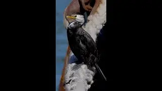 Little Shag/Kawaupaka preening itself on Hikitia ship rope (Wellington)