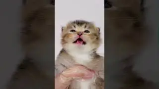🎉 These Tiny Furballs Are Comedy Gold!