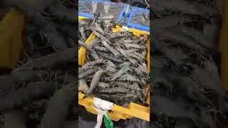 Black Tiger Shrimp Harvest in 60 Seconds | Geekay Farm