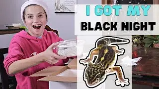 Our Friend sent me a Black Night Leopard Gecko!