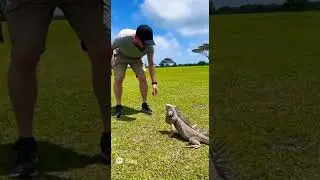 Man Tries to Inspect Wild Iguana &mdash; Instantly Regrets It