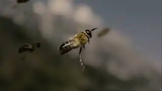 extraordinary video showing bees mating while flying!!!