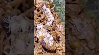 #scorpion #deathstalker #reptiles #farming #venomous #reptiles