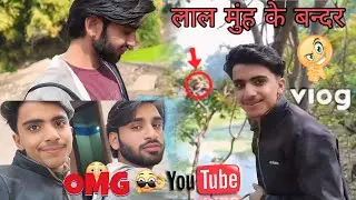 What is the red faced monkey doing ||  लाल मुंह वाला बंदर क्या कर रहा है? 😱 New Vlog #tranding #view