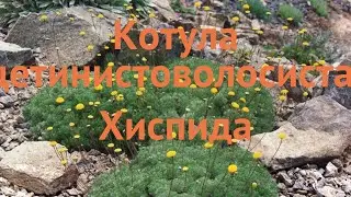 Камнеломка щитовидная Хиспида (cotula hispida) 🌿 обзор: как сажать, саженцы камнеломки Хиспида