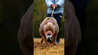 3 perros peligrosos del mundo y el &uacute;ltimo es el m&aacute;s peligroso