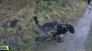 Walkies 30 1 26