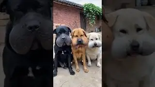 dogs funny videos #shorts #cat #dogs