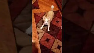 Ginger @ play!