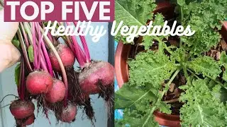 5 HEALTHIEST Vegetables to Grow in Containers | Nutrients, Health Benefits, & More!