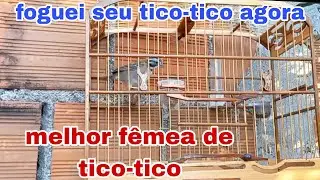 femea de tico tico fogosa para foguear os tico-ticos de vocês