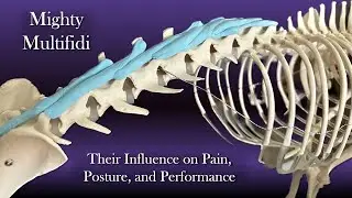 Mighty Multifidi: Their Influence on Pain, Posture, and Performance with Dr. Narda Robinson
