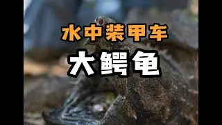 水中装甲车-大鳄龟（真鳄龟）