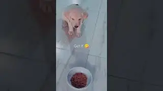 Food control | decipline | lab puppy training | labrador puppy | smart dog 🐶😍 | tobirama