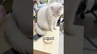 Почему кошки не могут устоять перед соблазном сталкивать предметы со столов | STBossEn