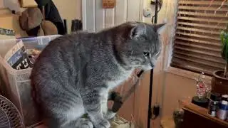 У бродячего кота мистера Тоби есть история!