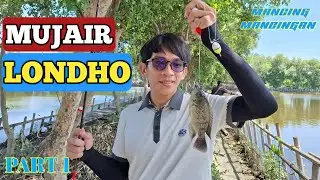 Mujair diempang ini SUPER BABON..!! Part 1