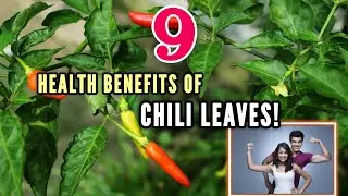 9 HEALTH BENEFITS OF CHILI LEAVES!