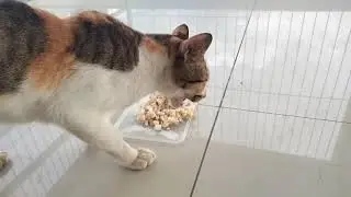 My stray pet is pregnant #catlovers #straypet #kitties #puspins  