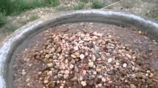 Bee bath!