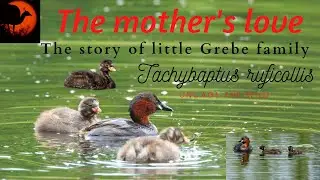 Mother's love || Little grebe and Family || The story of little grebe