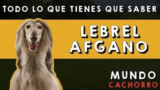 Lebrel Afgano: Todo lo que tienes que saber (Características, comportamiento y cuidados)