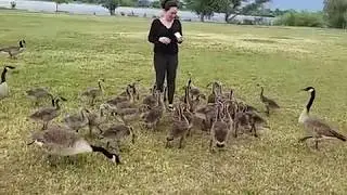 FEEDING HUNGRY CANADA GEESE AT THE PARK:Igorot in Denver Colorado 🇺🇸