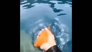 The orange fish is friendly and loyal to its friends in a strange situation