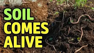 This Amish Soil Trick Builds Living Soil in 3 Days No Fertilizer Needed Ever Again