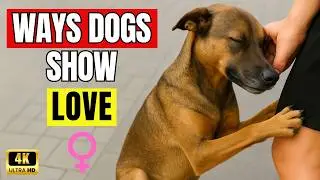Surprising Ways Dogs Show Love That Most Owners Miss