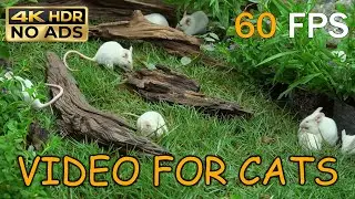 [NO ADS, NO AI] CAT TV for Cats to Watch 😺 🐭 Tiny White Mice Exploring Green Grass & Logs | 4K 60FPS
