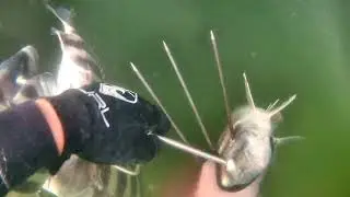 spearfishing green bridge manatee river