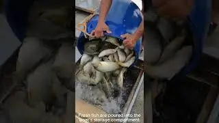 DIY Fish Storage Process!  #DIY #Seafood #Shorts