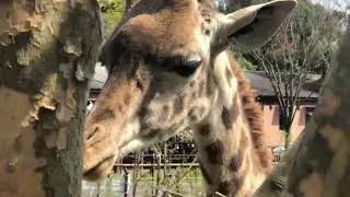 餌を食べるマサイキリンのハルマくん　　　　　　　　　　　　　到津の森公園