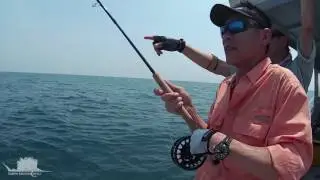 Rompin Sailfish on Fly - Bend it like Ben