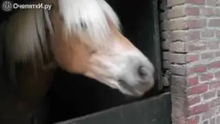 Лошадь чешит язык