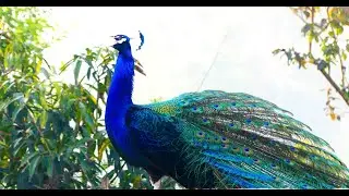 in the foggy morning adorable peacock & birds chirping sounds original 8k
