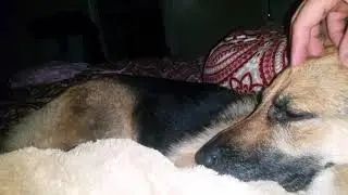 sleeping happy german shepherd