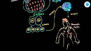 Online tutorial on germ cell and somatic cell - Biology