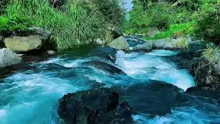 Mountain Stream Flowing Audio, Forest River Calm Sounds, Sleep