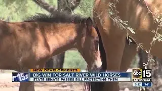 Arizona Senate approves bill protecting wild horses