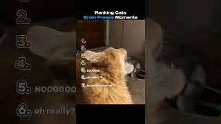 Ranking Cats Having Brain Freeze Moments