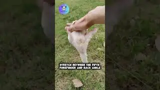 cute sugar glider flying #youtubeshorts #sugargliders