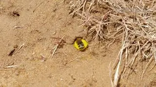 Female pantaloon bee (Dasypoda hirpites) returning to burrow, UK