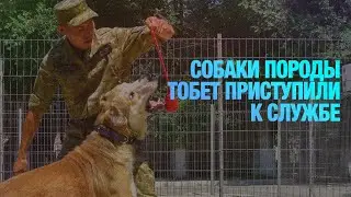 &laquo;Четвероногие офицеры&raquo;: собаки породы тобет приступили к службе | Jibek Joly news