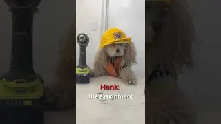 HR сказал, что мне нужно исправить свое отношение #noodlesthepooch #funny #funnyvideo #HR #cute #...