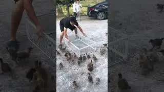 Самая милая ловушка, сделанная с чистым сердцем😟